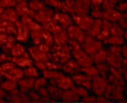 Invitrogen CX3CR1 Polyclonal Antibody 100 &mu;g; Unconjugated:Antibodies,