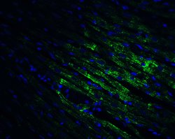 Invitrogen CX3CR1 Polyclonal Antibody 100 &mu;g; Unconjugated:Antibodies,