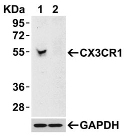 Invitrogen CX3CR1 Polyclonal Antibody 100 &mu;g; Unconjugated:Antibodies,