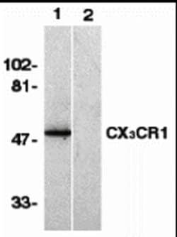 Invitrogen CX3CR1 Polyclonal Antibody 100 &mu;g; Unconjugated:Antibodies,