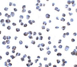 Invitrogen GPR15 Polyclonal Antibody 100 &mu;g; Unconjugated:Antibodies,