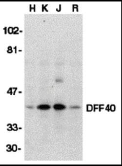 Invitrogen DFFB Polyclonal Antibody 100 &mu;g; Unconjugated:Antibodies,