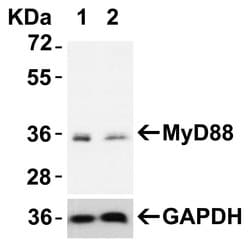 Invitrogen MyD88 Polyclonal Antibody 100 &mu;g | Buy Online | Invitrogen&trade; | Fisher Scientific