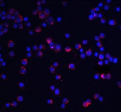 Invitrogen IL-1RAcP Polyclonal Antibody 100 &mu;g; Unconjugated:Antibodies,