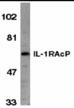 Invitrogen IL-1RAcP Polyclonal Antibody 100 &mu;g; Unconjugated:Antibodies,