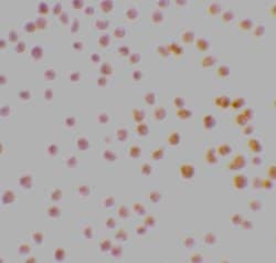 Invitrogen DRAK1 Polyclonal Antibody 100 &mu;g; Unconjugated:Antibodies,