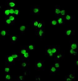 Invitrogen DRAK1 Polyclonal Antibody 100 &mu;g; Unconjugated:Antibodies,