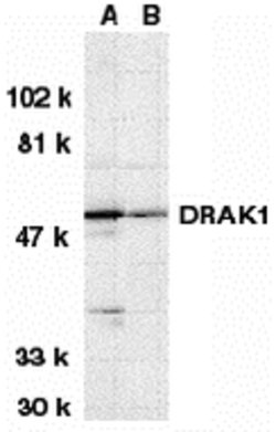 Invitrogen DRAK1 Polyclonal Antibody 100 &mu;g; Unconjugated:Antibodies,
