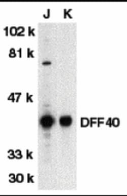 Invitrogen DFFB Polyclonal Antibody 100 &mu;g; Unconjugated:Antibodies,
