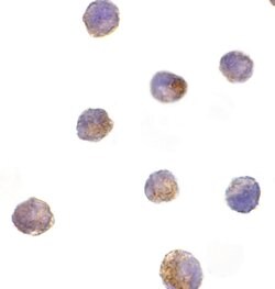 Invitrogen DFFB Polyclonal Antibody 100 &mu;g; Unconjugated:Antibodies,