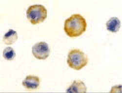 Invitrogen CD263 (TRAIL-R3) Polyclonal Antibody 100 &mu;g; Unconjugated:Antibodies,