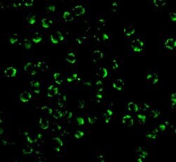 Invitrogen RIP2 Polyclonal Antibody 100 &mu;g; Unconjugated:Antibodies,
