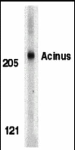 Invitrogen Acinus Polyclonal Antibody 100 &mu;g | Buy Online | Invitrogen&trade; | Fisher Scientific