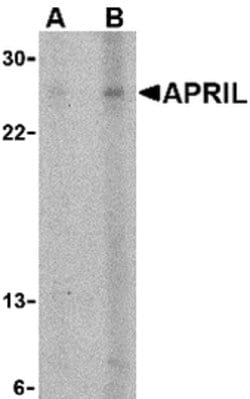 Invitrogen APRIL Polyclonal Antibody 100 &mu;g; Unconjugated:Antibodies,