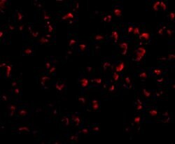 Invitrogen RYBP Polyclonal Antibody 100 &mu;g; Unconjugated:Antibodies,