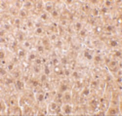 Invitrogen RYBP Polyclonal Antibody 100 &mu;g; Unconjugated:Antibodies,
