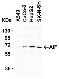 Invitrogen AIF Polyclonal Antibody 100 &mu;g | Buy Online | Invitrogen&trade; | Fisher Scientific