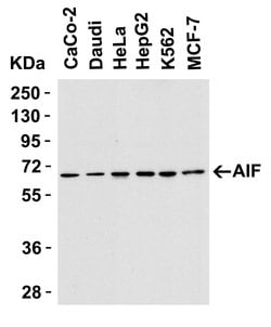 Invitrogen AIF Polyclonal Antibody 100 &mu;g; Unconjugated:Antibodies,