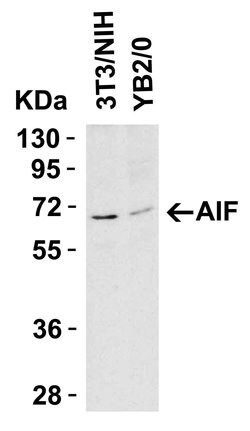 Invitrogen AIF Polyclonal Antibody 100 &mu;g; Unconjugated:Antibodies,