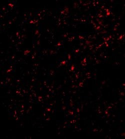 Invitrogen F1A alpha Polyclonal Antibody 100 &mu;g; Unconjugated:Antibodies,
