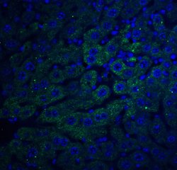 Invitrogen F1A alpha Polyclonal Antibody 100 &mu;g; Unconjugated:Antibodies,