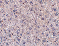 Invitrogen F1A alpha Polyclonal Antibody 100 &mu;g; Unconjugated:Antibodies,