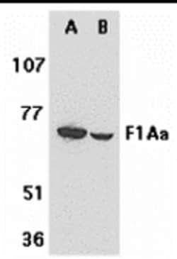 Invitrogen F1A alpha Polyclonal Antibody 100 &mu;g; Unconjugated:Antibodies,