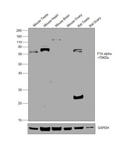 Invitrogen F1A alpha Polyclonal Antibody 100 &mu;g; Unconjugated:Antibodies,