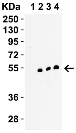 Invitrogen RIP3 Polyclonal Antibody 100 &mu;g | Buy Online | Invitrogen&trade; | Fisher Scientific