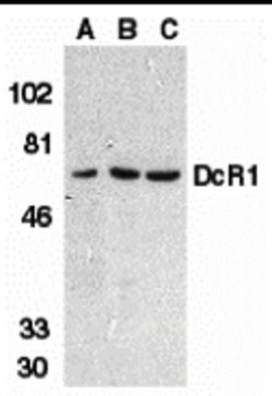 Invitrogen CD263 (TRAIL-R3) Polyclonal Antibody 100 &mu;g; Unconjugated:Antibodies,
