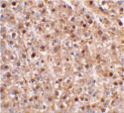 Invitrogen Caspase 12 Polyclonal Antibody 100 &mu;g | Buy Online | Invitrogen&trade; | Fisher Scientific