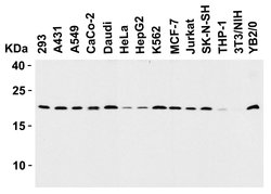 DIABLO Polyclonal Antibody:Antibodies, Polyclonal