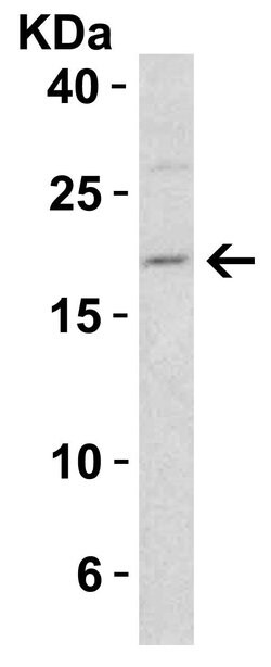 DIABLO Polyclonal Antibody:Antibodies, Polyclonal