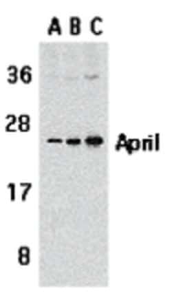 Invitrogen APRIL Polyclonal Antibody 100 &mu;g | Buy Online | Invitrogen&trade; | Fisher Scientific