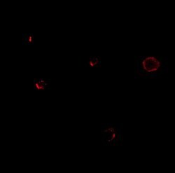 Invitrogen TCCR Polyclonal Antibody 100 &mu;g; Unconjugated:Antibodies,