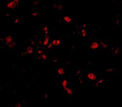 Invitrogen TRAF3IP2 Polyclonal Antibody 100 &mu;g; Unconjugated:Antibodies,