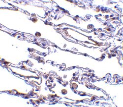 Invitrogen TRAF3IP2 Polyclonal Antibody 100 &mu;g; Unconjugated:Antibodies,