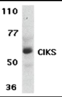 Invitrogen TRAF3IP2 Polyclonal Antibody 100 &mu;g; Unconjugated:Antibodies,