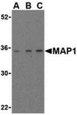 Invitrogen MAP1 Polyclonal Antibody 100 &mu;g; Unconjugated:Antibodies,