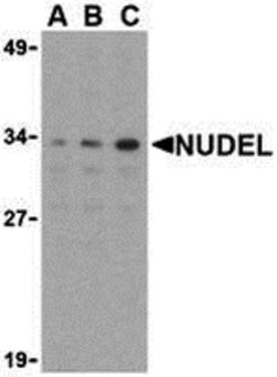 Invitrogen Nudel Polyclonal Antibody 100 &mu;g; Unconjugated:Antibodies,