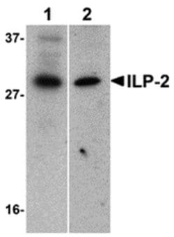 Invitrogen ILP-2 Polyclonal Antibody 100 &mu;g | Buy Online | Invitrogen&trade; | Fisher Scientific