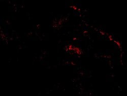Invitrogen ARTS Polyclonal Antibody 100 &mu;g; Unconjugated:Antibodies,