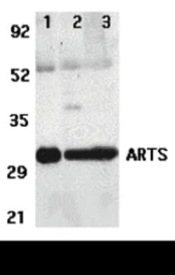 Invitrogen ARTS Polyclonal Antibody 100 &mu;g; Unconjugated:Antibodies,