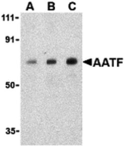 AATF Polyclonal Antibody:Antibodies, Polyclonal