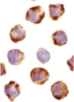 Invitrogen PUMA alpha Polyclonal Antibody 100 &mu;g; Unconjugated:Antibodies,