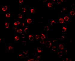 Invitrogen PUMA alpha Polyclonal Antibody 100 &mu;g; Unconjugated:Antibodies,
