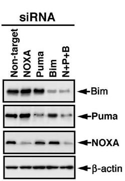 Invitrogen PUMA alpha Polyclonal Antibody 100 &mu;g; Unconjugated:Antibodies,