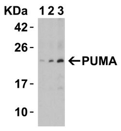 Invitrogen PUMA alpha Polyclonal Antibody 100 &mu;g; Unconjugated:Antibodies,