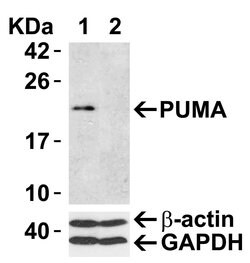 Invitrogen PUMA alpha Polyclonal Antibody 100 &mu;g; Unconjugated:Antibodies,