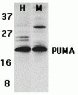 Invitrogen PUMA alpha Polyclonal Antibody 100 &mu;g; Unconjugated:Antibodies,